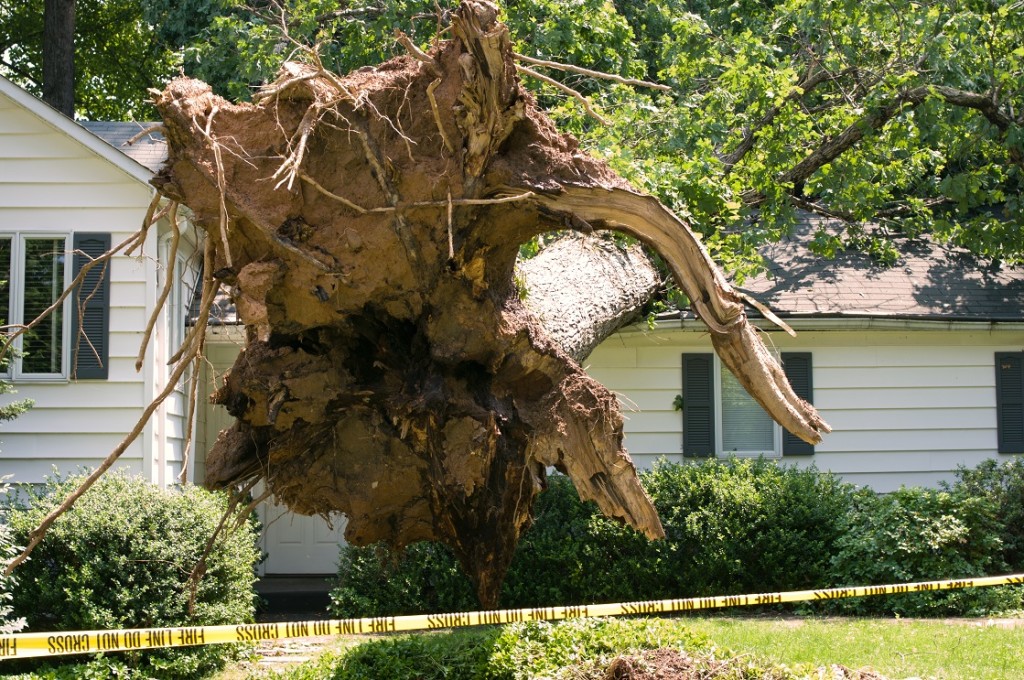 storm caused tree to fall on roof causing water and structural damage